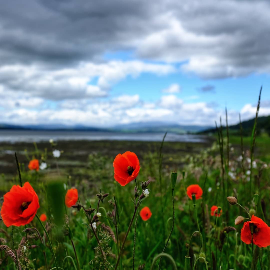 Wild flowers and the beauly firth. I&#x27;ll be cycling down the mountains in the background tomorrow 💪