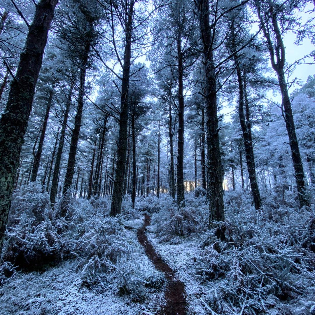 Winter Wonder Forestry Plantation