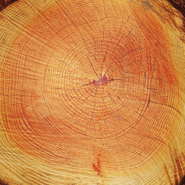 Orange Pine #pine #wood #tree #timber #rings #sawmill #Orange #