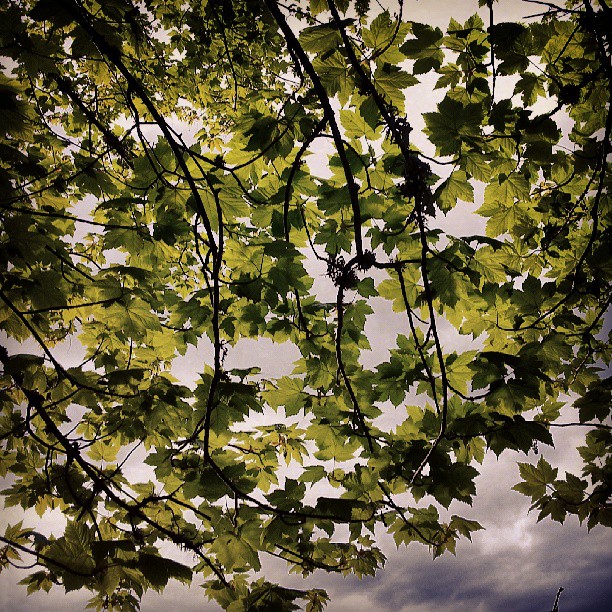 'New Leaves' tags: deciduous tree leaves sunlight sky summer spring beach