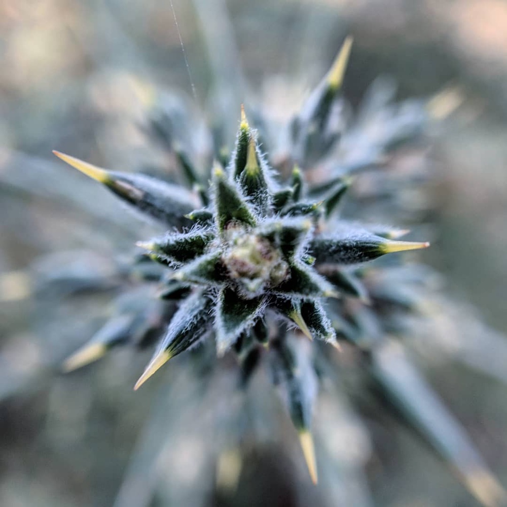 Thought I'd post a photo taken with the macro lens. Got it just in time before heading off and only got round to trying it out today.
