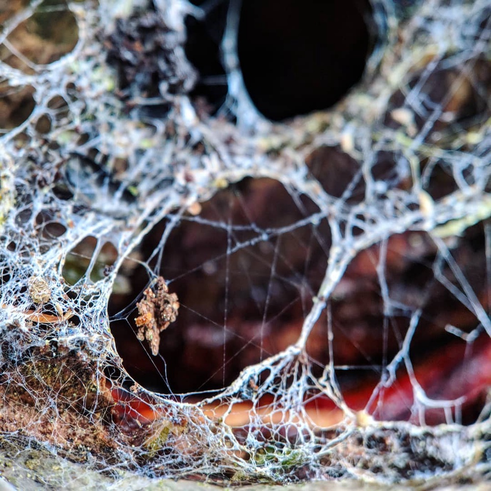 Another cold dull day here. I prefer taking landscapes, but macros with my new #shotonmoment macro lens has become the dull-day fallback.

Not really sure what this is, spider's hideaway or something.