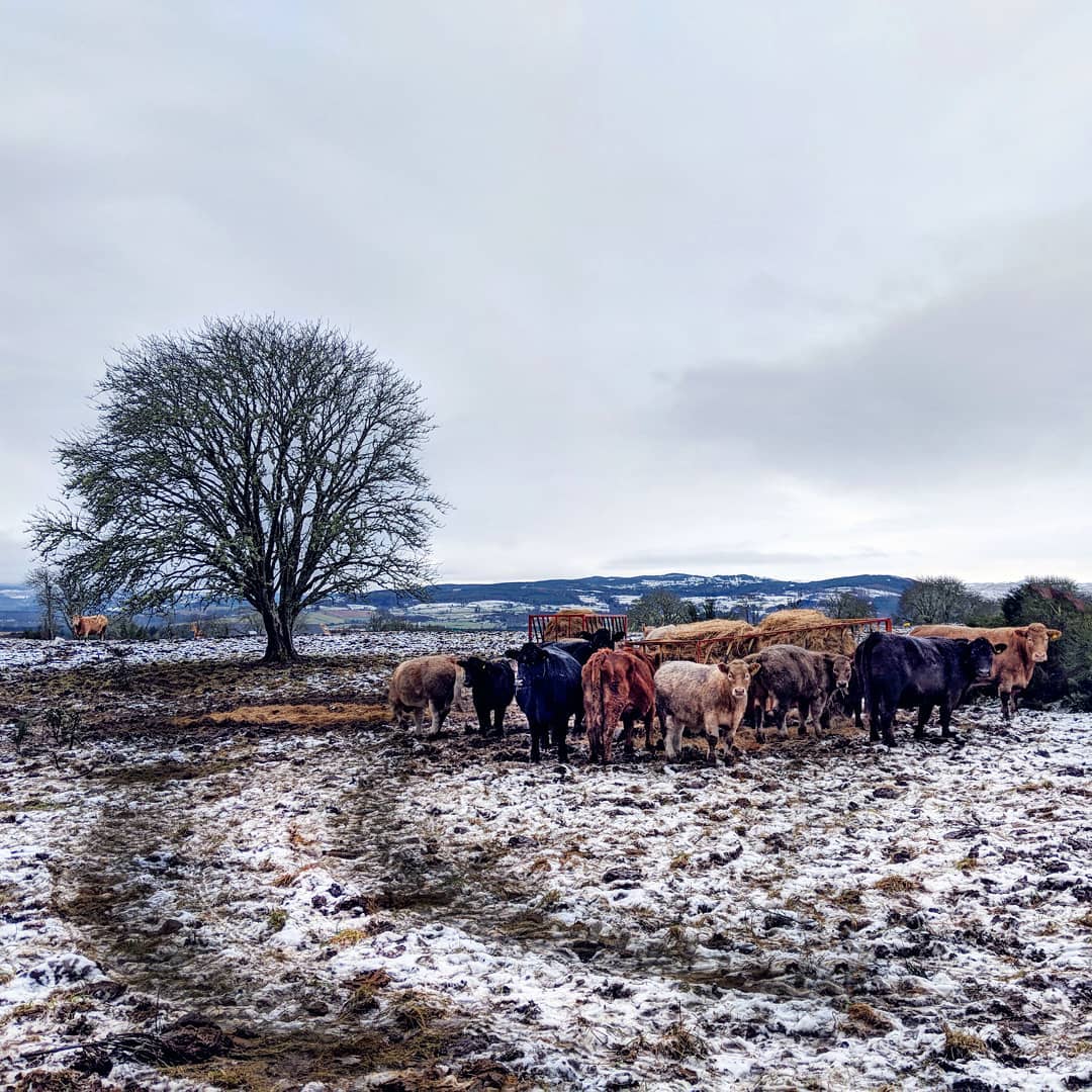 I was hoping for something more interesting to end the year on but these Mulbuie cows will have to do.

This is it, the end of 2017 and the end of my #365photochallenge. I'm going to be making some changes to the rules tomorrow.

I set out to post a photo every day to encourage me to get back into photography. In this sense I think it's been successful - thanks for putting up with it.

I went from iPhone 6, to Sony RX100IV to Pixel 2 + #shotonmoment. There's no denying that the best quality photos came from the camera but I think the #Pixel2 is close enough for me. Also, with the moment superfish and wide lenses I can do more than I could with my camera anyway.

I've been to Asturias, South Uist, Ireland and Budapest this year. Next year I'd like that list to be longer.

I'll likely be doing a roundup of my favorites on my blog early in the new year. 
The challenge stops here. The fear of not having a photo to post each day lead me to store up photos while on holiday and post them over the following month. This gives me lots of choice but ultimately makes for a slightly boring feed. When I did set the new rule at the beginning of this month to post photos only on the day they were taken I found that the quality suffered. I also found that while home for Christmas I'd have liked sometimes to post more than one photo per day. 
So that's it.

