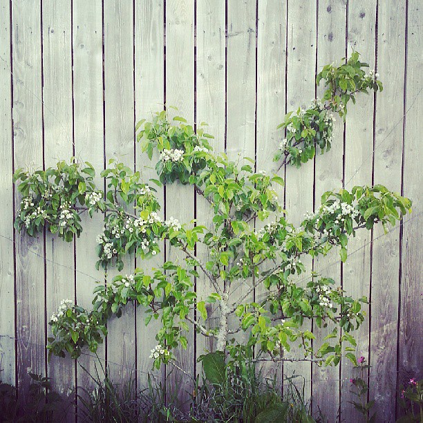 'Amaro Tree'