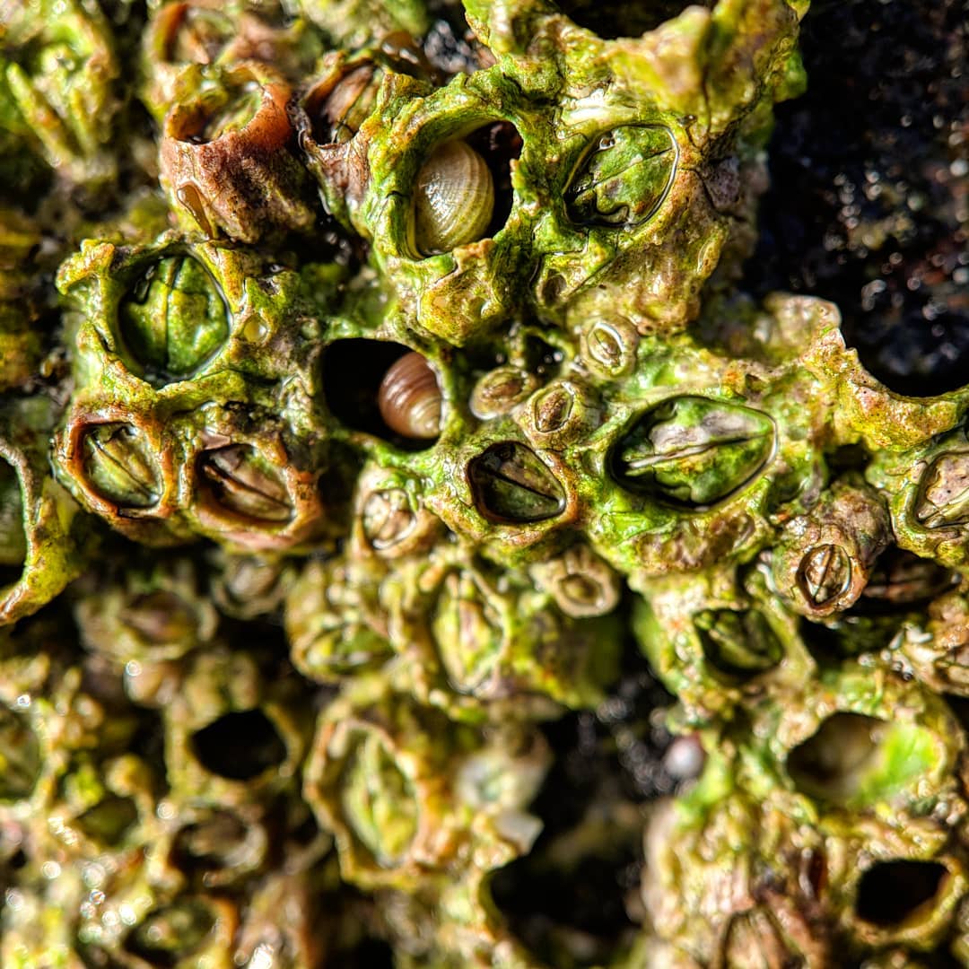 The tiny, colorful world of the barnacle