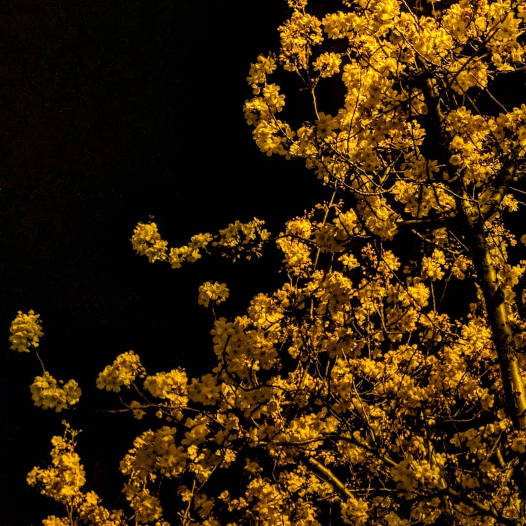 The blossom tree on my way home, late night again.