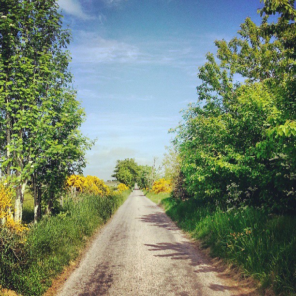 'Glowing Green' - view up the lane on a summers day.