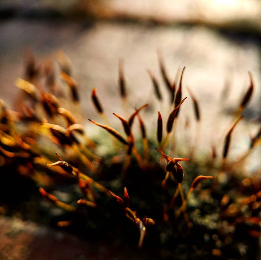 Some very relieved little plants happy to see the back of the sun after being gently baked for three days in a row