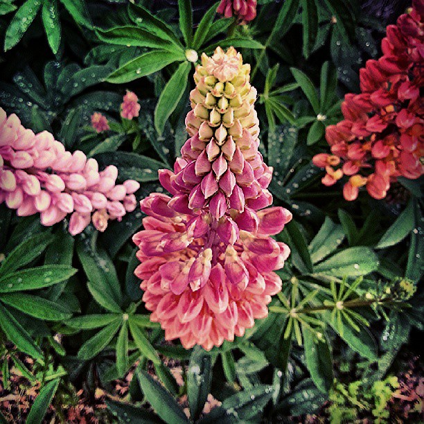 'Lupin' - more from the garden.