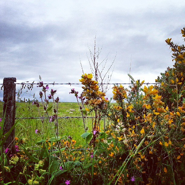 Roadside - view into the field from the lane. (#Flowers, #roadside, #field, #pasture)