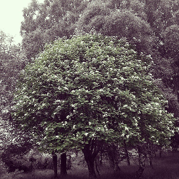 De-Saturate - Rowan tree in the wood. (tree, wood, rowan, splash, color splash)