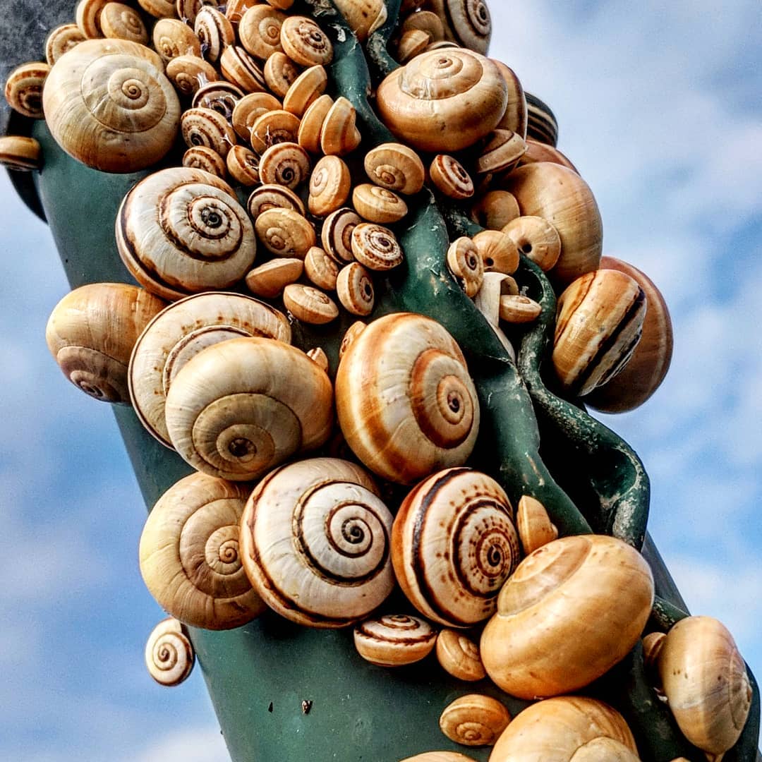 Snails climb to the top of posts in Portugal