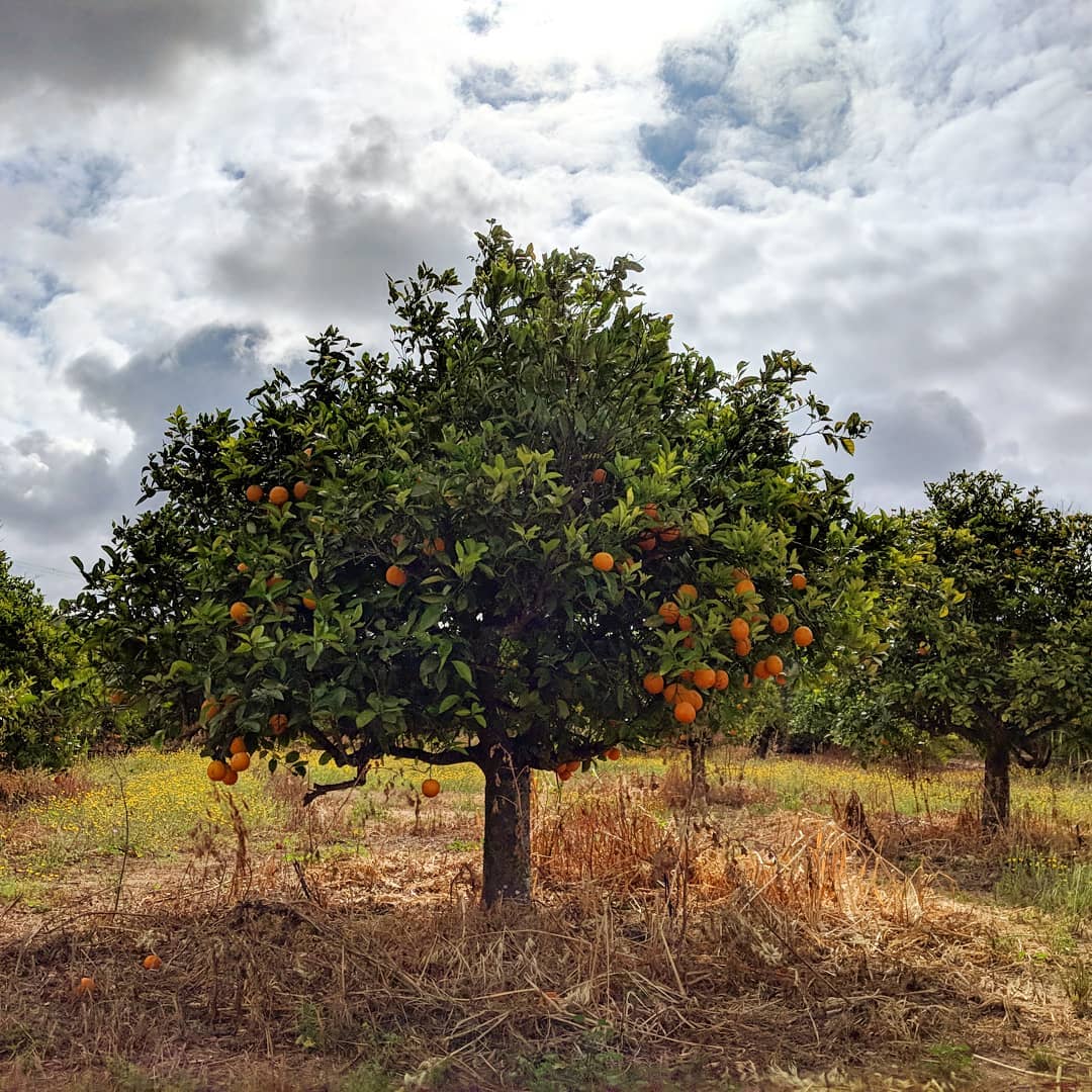 Think this is the first orange grove I've seen