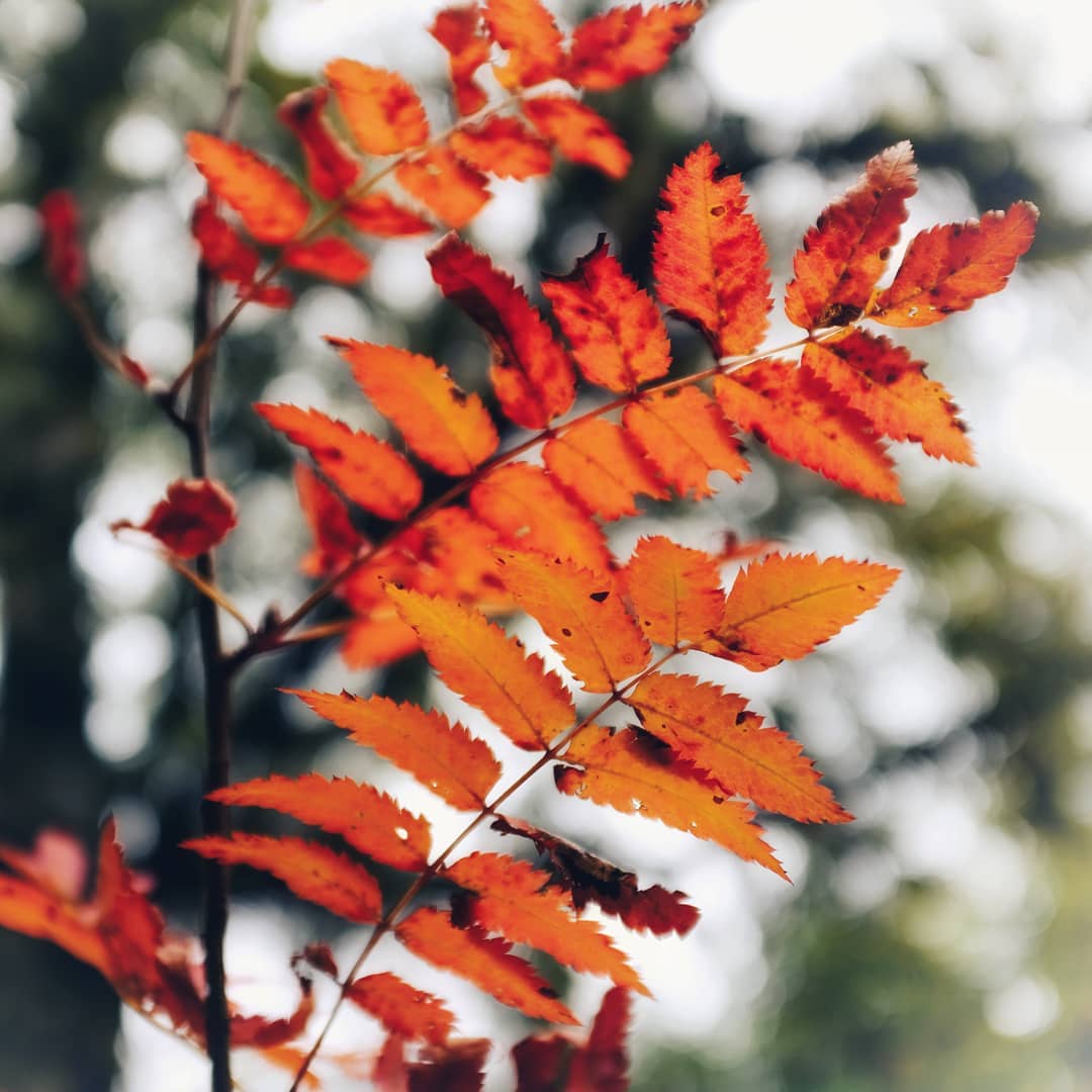 ðŸŽ¶Orange leaves, orange leaves on the tree, what is that be-hind them? ðŸŽ¶ BOKEH-BOKEH...ðŸ¥�wubwubwub BOKEH ðŸ¥�