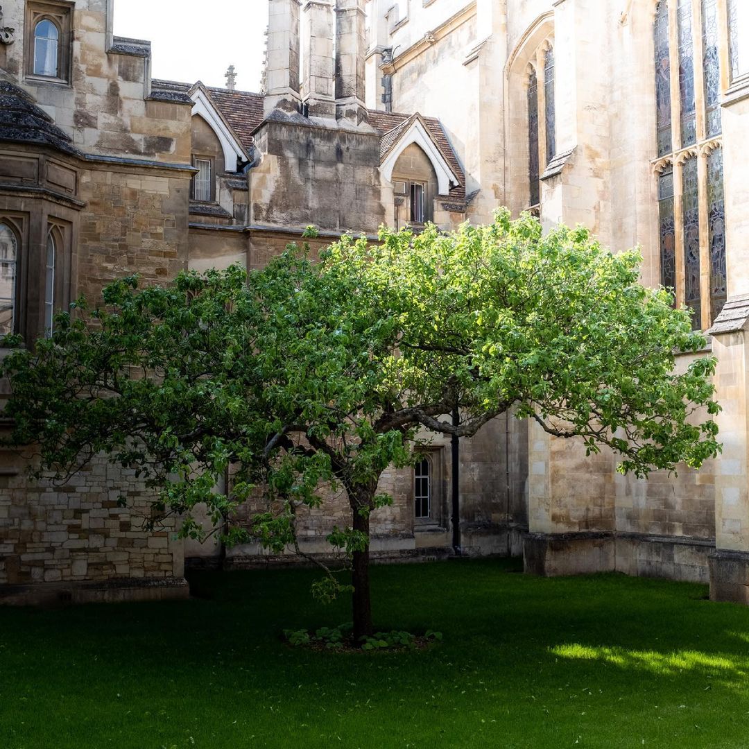 Cambridge tree 🌳