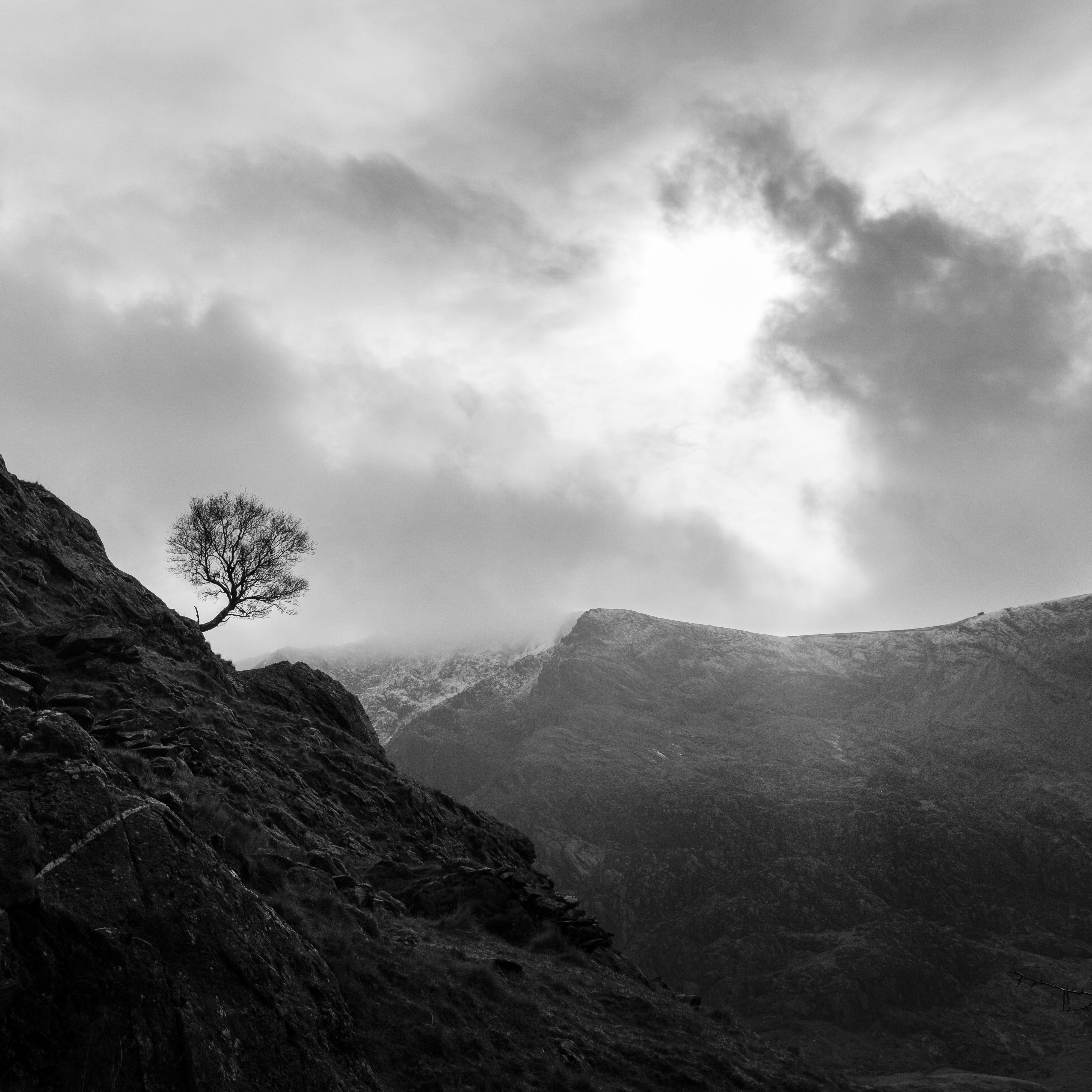 Lonely tree on _Glyder Fawr_
