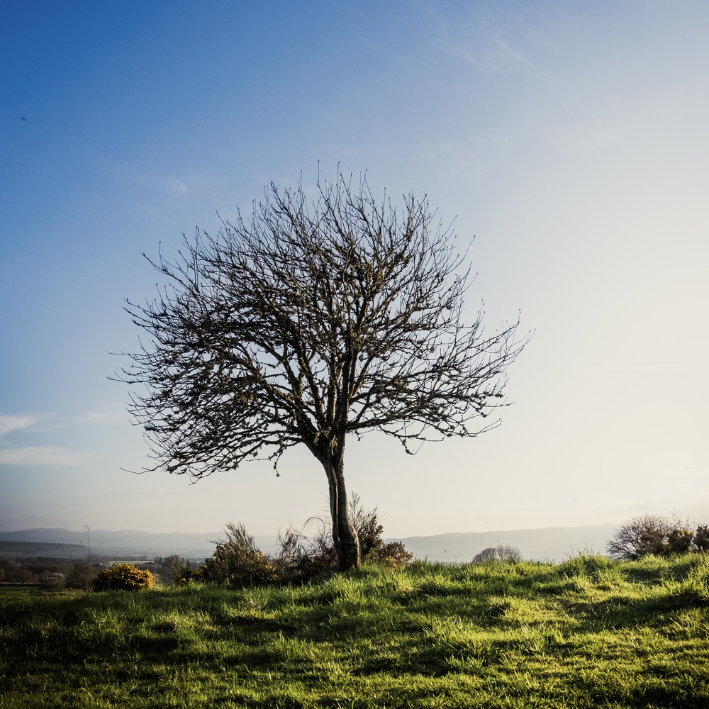 Coming back to another one of my favourite trees, [last photographed](/posts/2346) on New Years day last year.