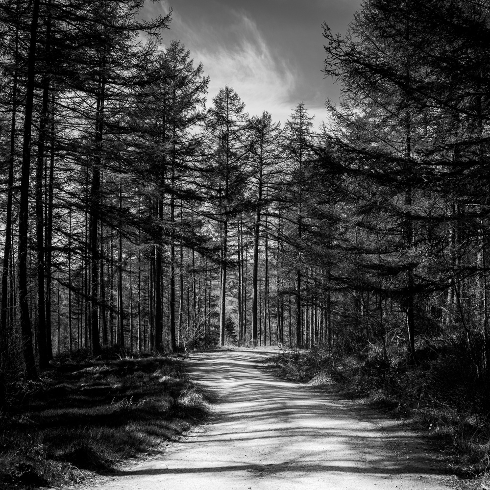 Walking the trail.

Lightroom is a lot of fun for black and white editing.