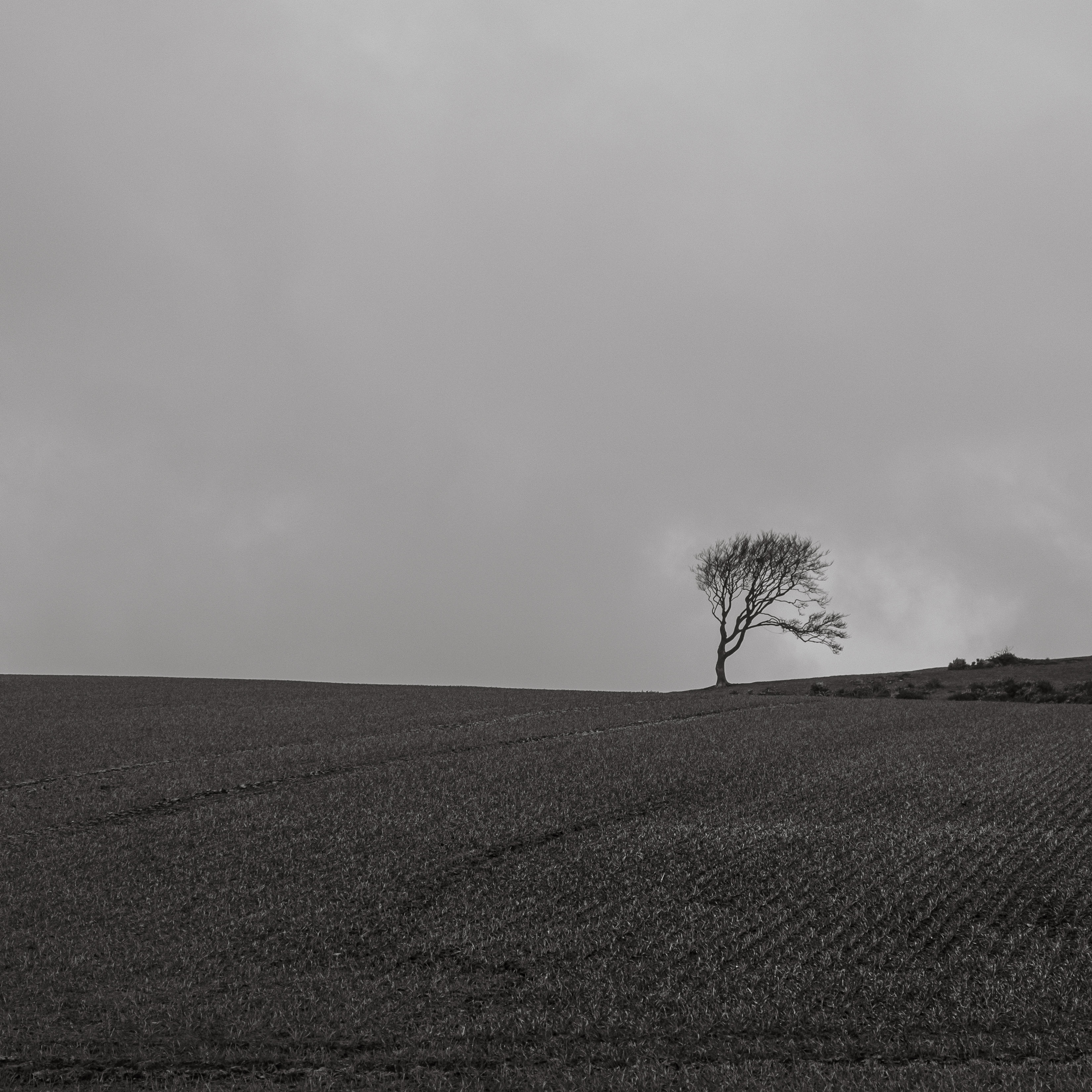 Windswept trees on Gallow Hill