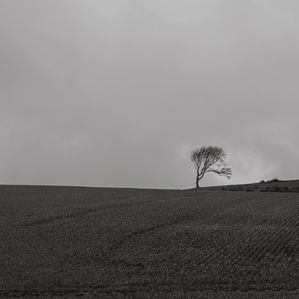Windswept trees on Gallow Hill