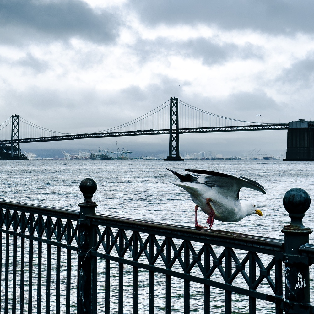 Oakland Bay Bridge & Gull