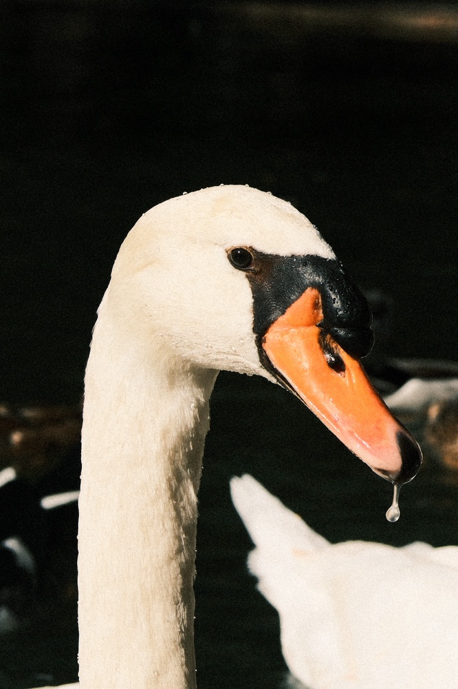 Regal Swan