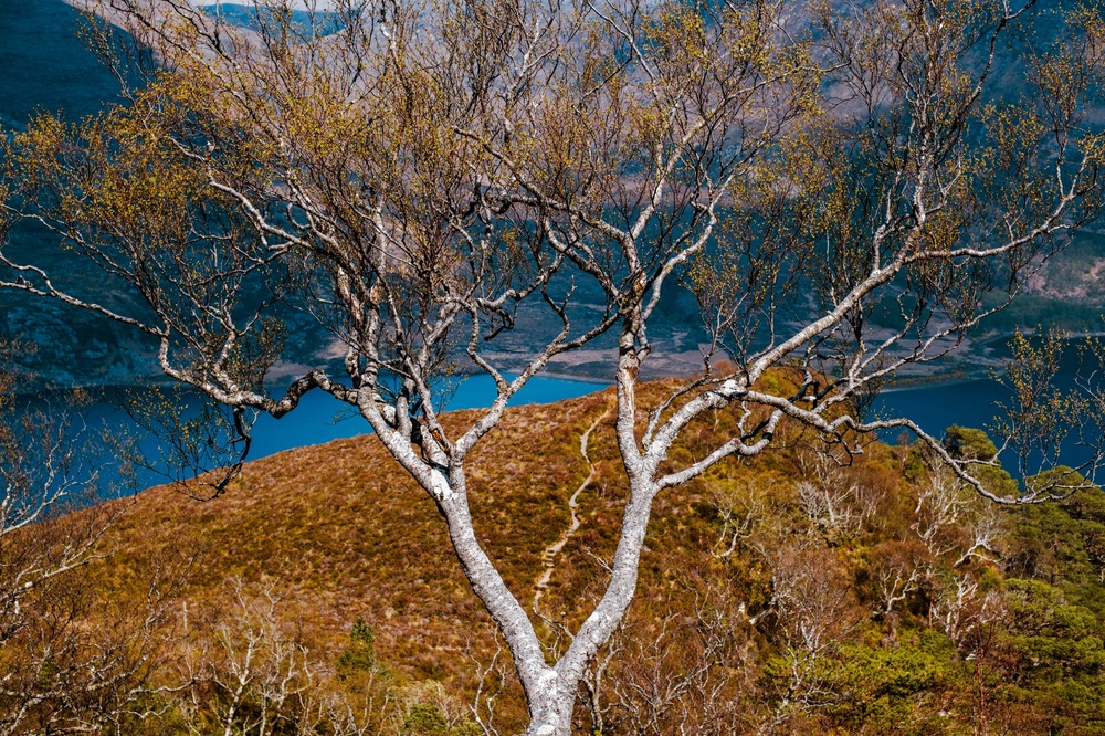 Climb the tree or climb the hill?