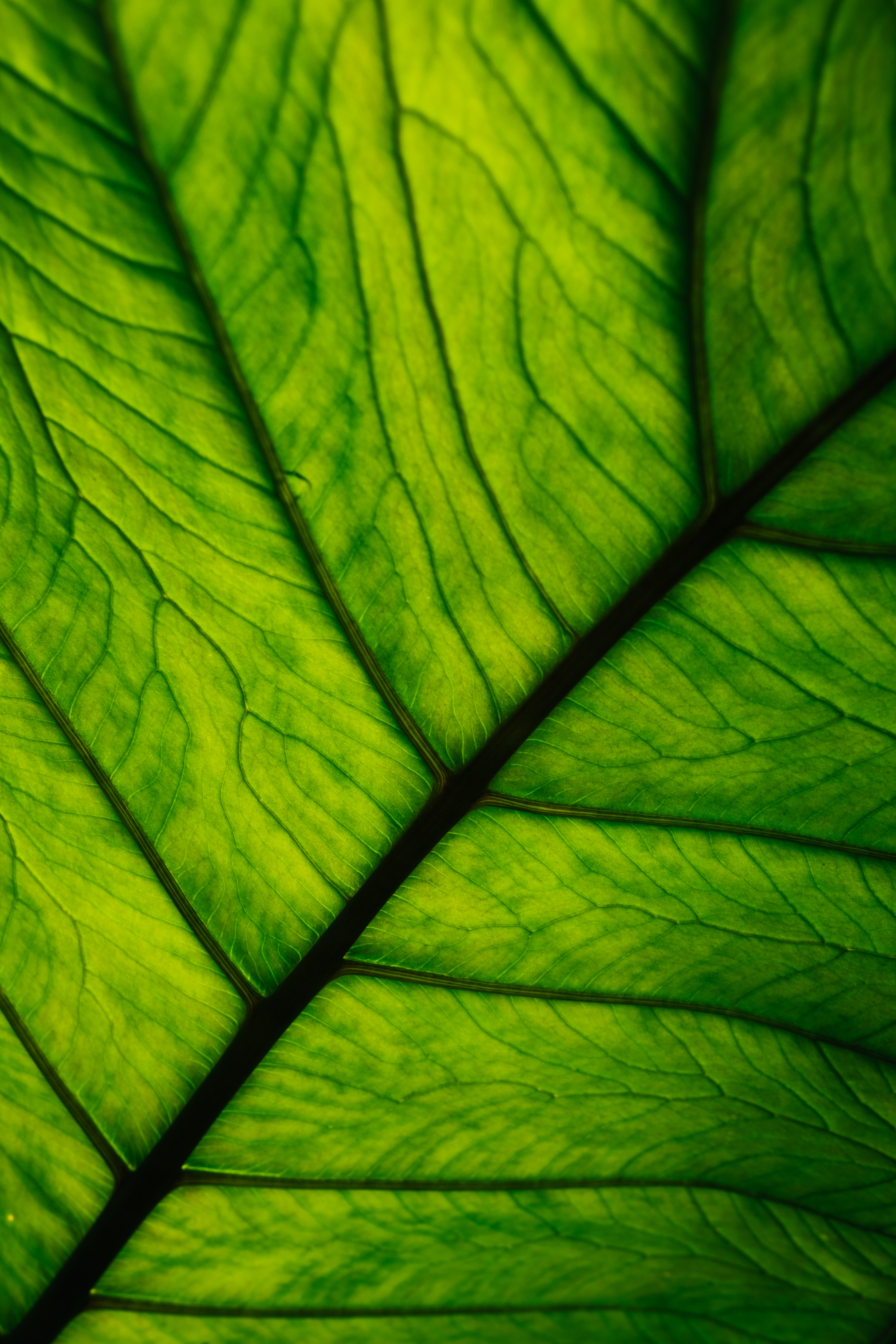 Nature's intricate veins in green.