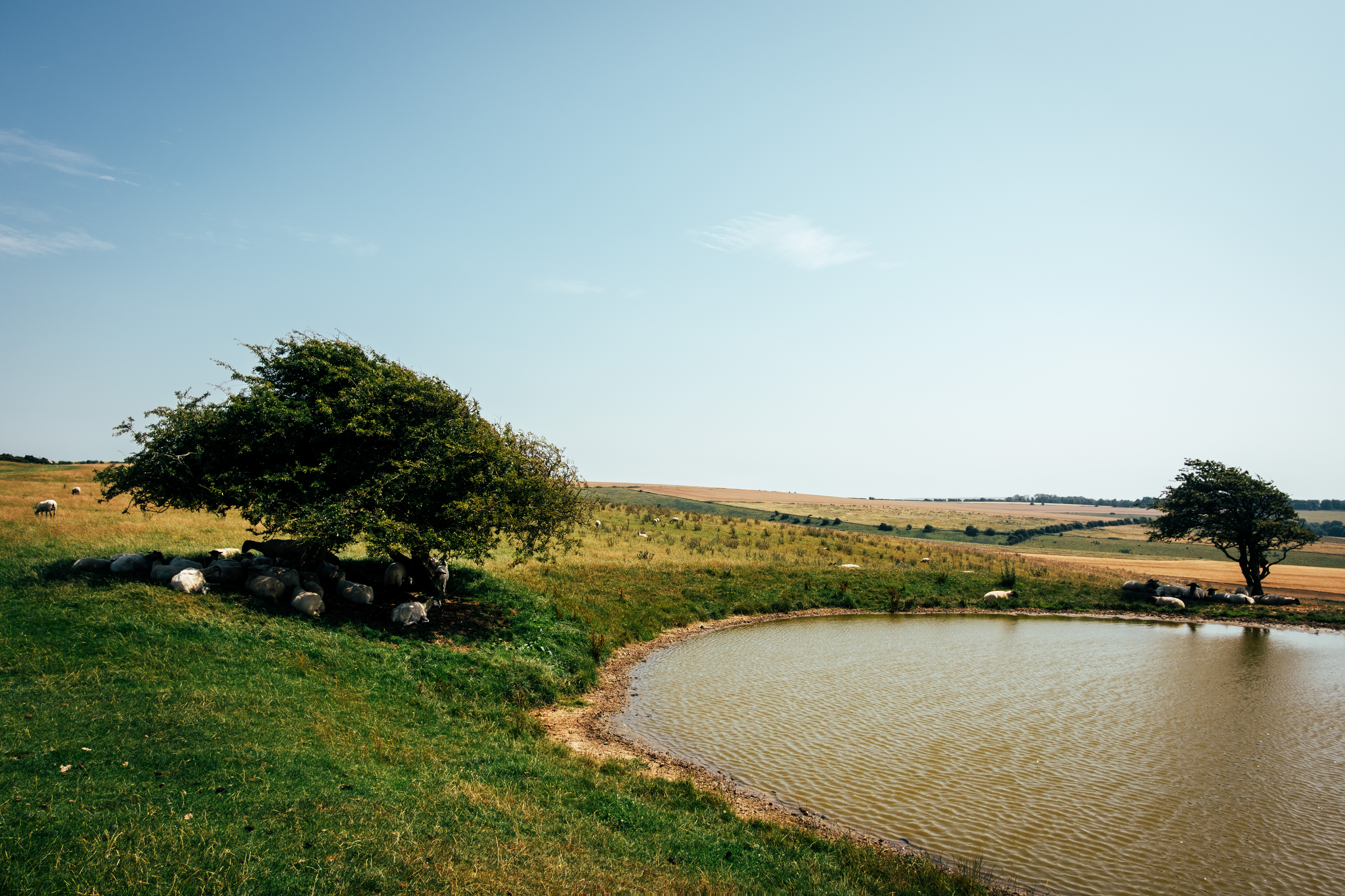 A quiet, south downs landscape.