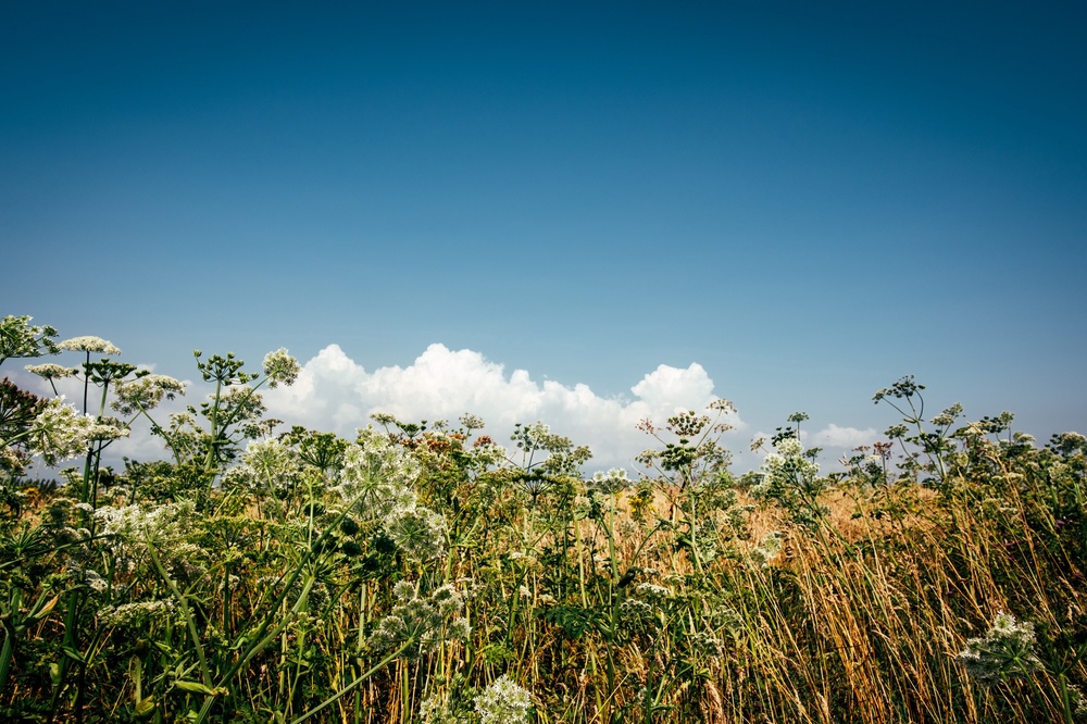 Wildflowers dance in breeze.