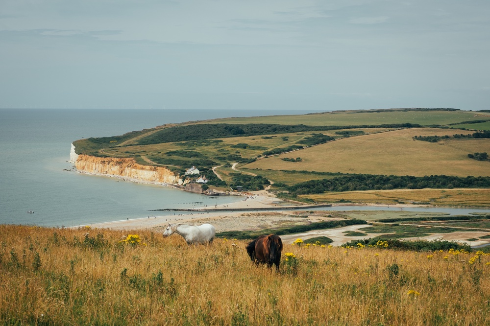 Grazing above coastal cliffs.