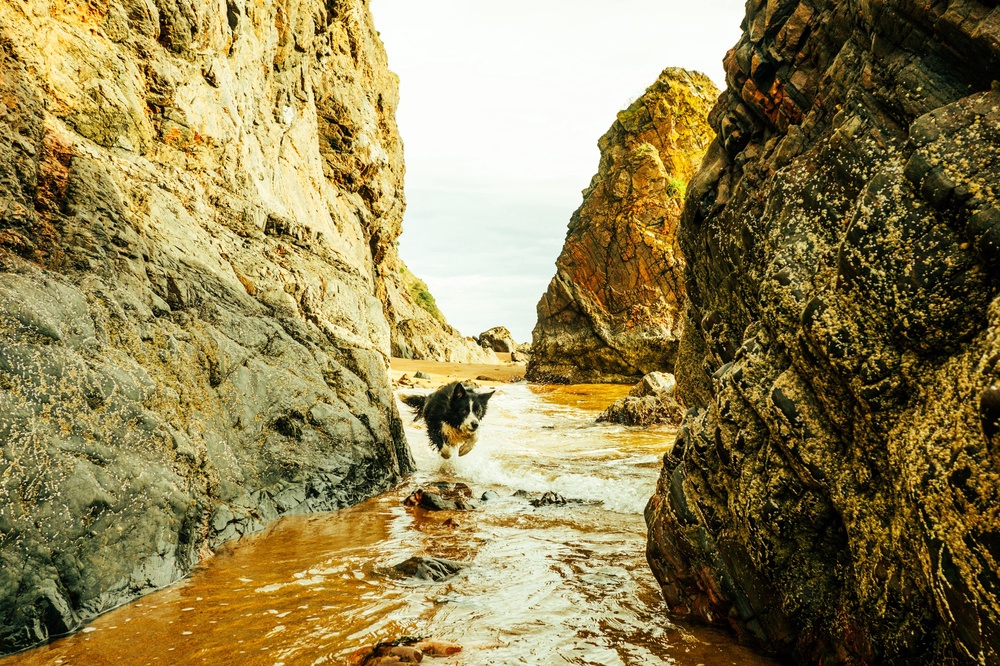 Alfie jumping to safety.