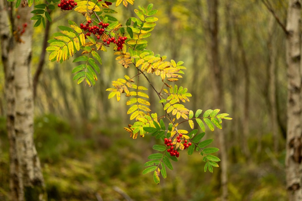 Big Bokeh Rowan