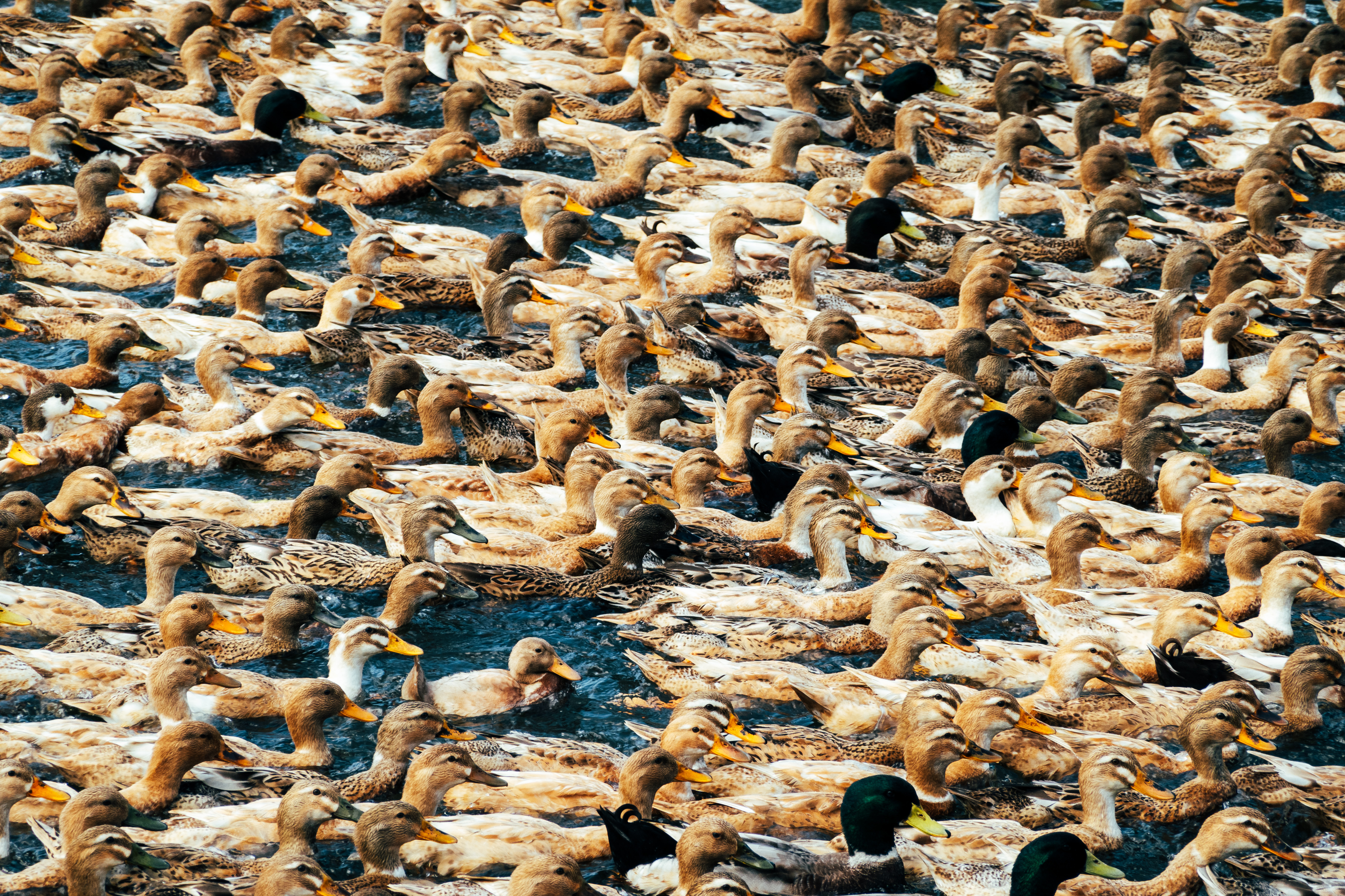 Ducks bound for Karumadi.