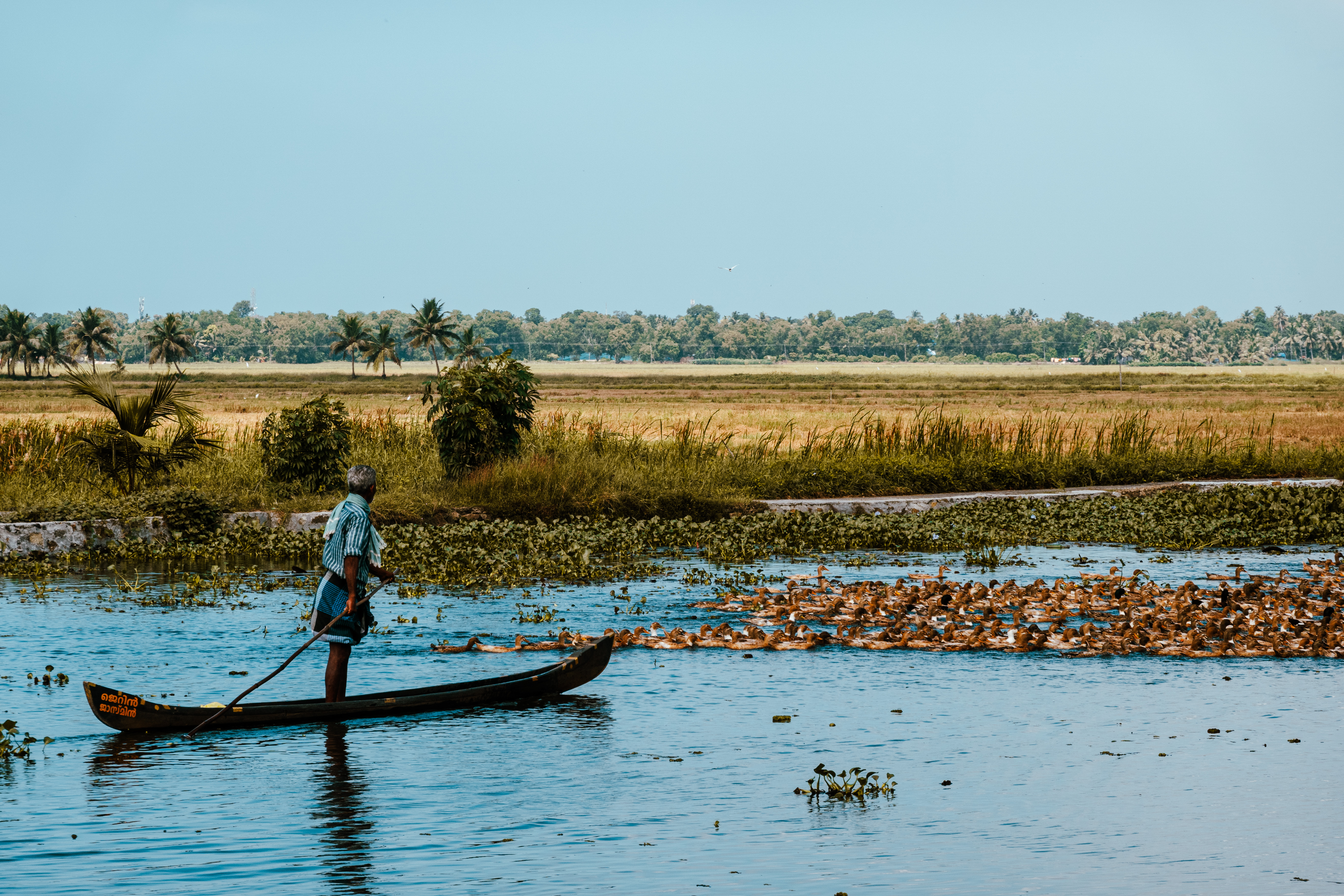 The ducks have to go to Karumadi