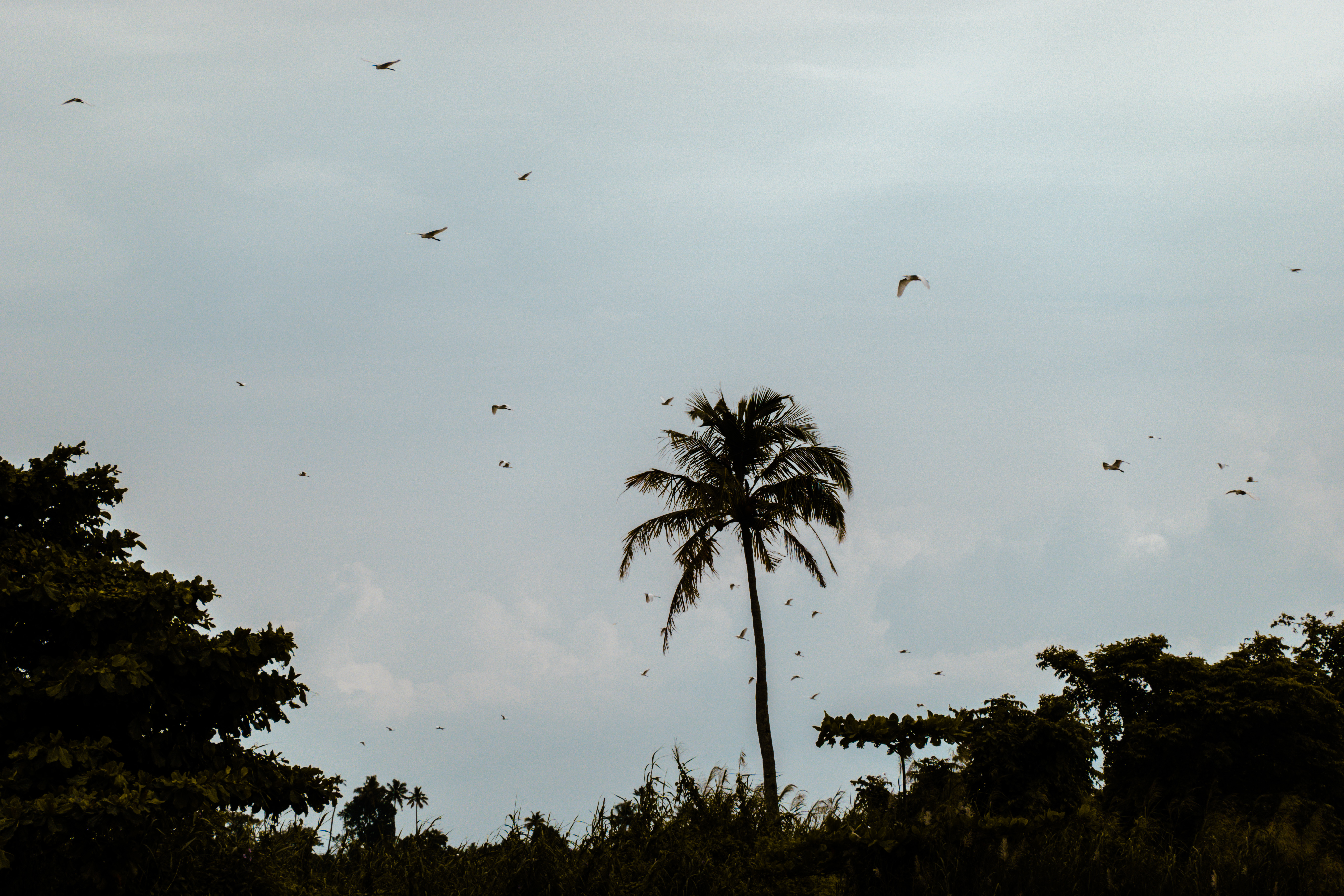 And now for something completely different, Pelicans!

Welcome to [Vembanad Lake](https://en.wikipedia.org/wiki/Vembanad).