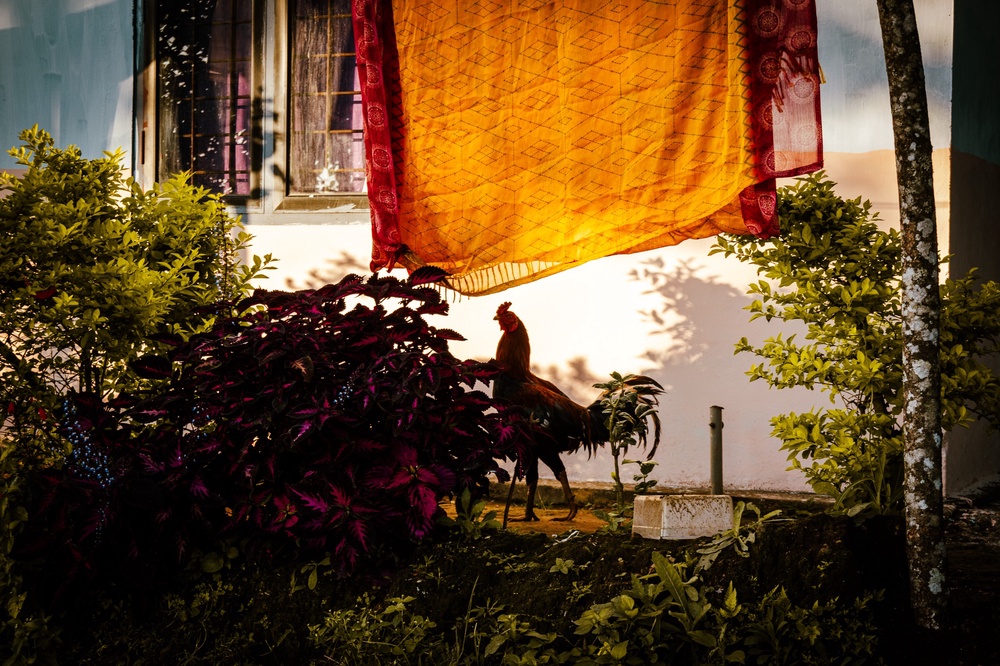 A proud cockerel struts boldly on a fine evening.