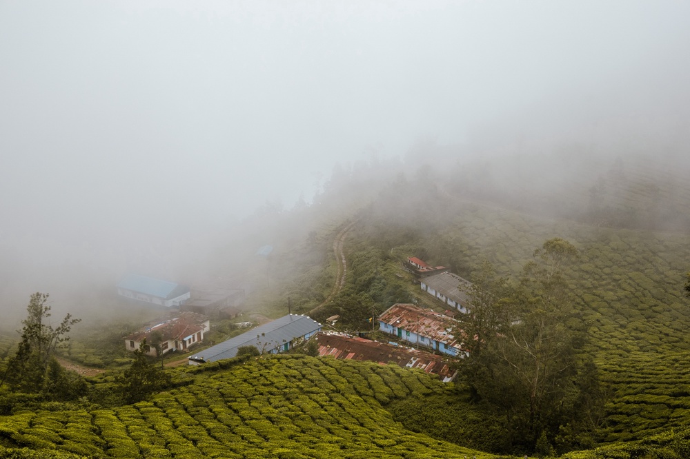 Tea plantation worker terraces.