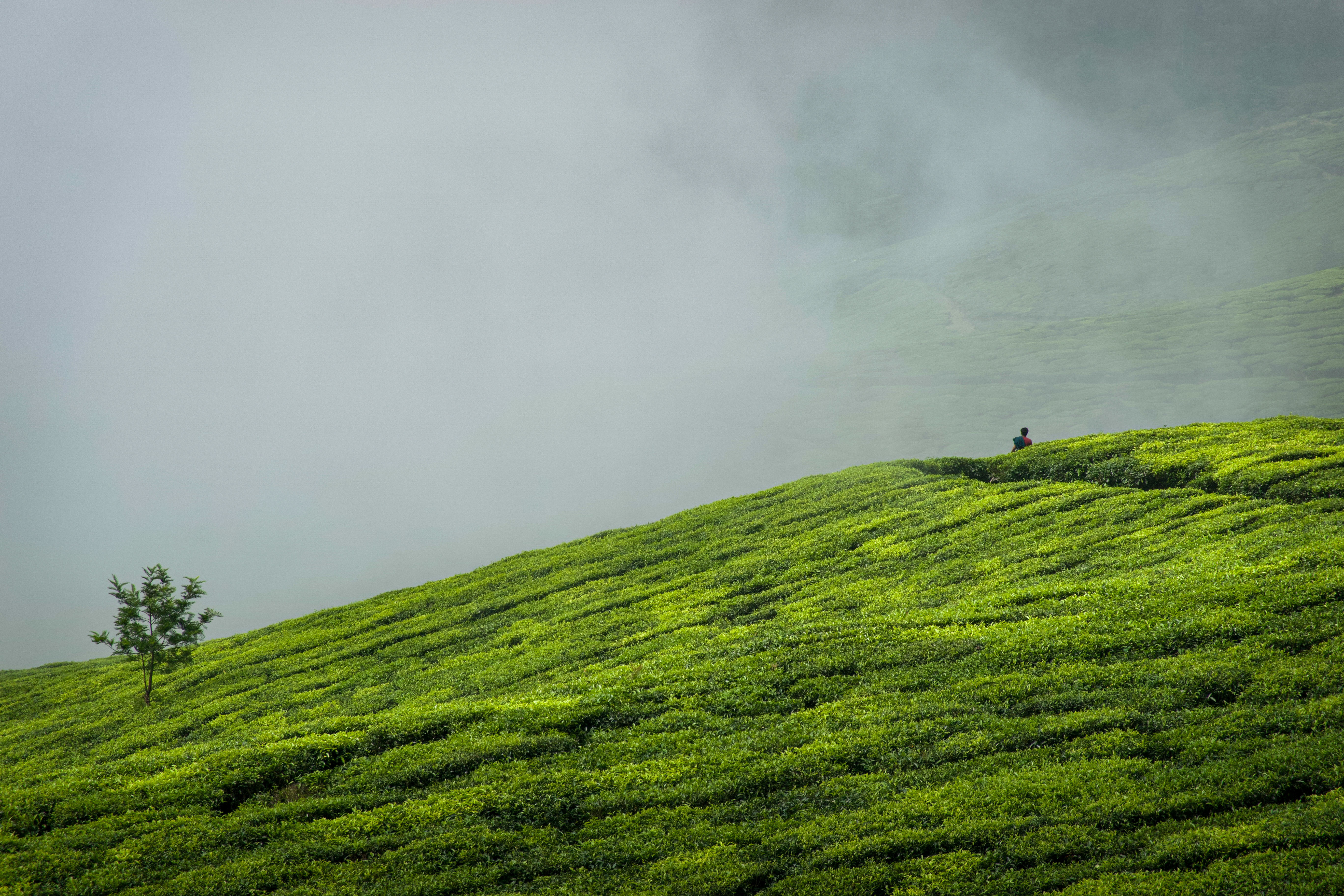 A lonely walk down Kolukkumalai. Long focal length is just great fun.