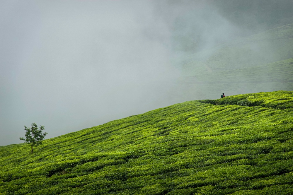 A lonely walk down Kolukkumalai. Long focal length is just great fun.