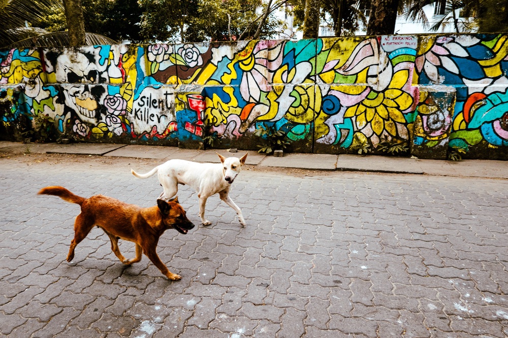 Side-eye dog friends