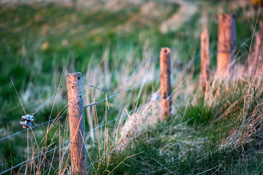 Dreamy bokeh, but it's still a fence at the end of the day.