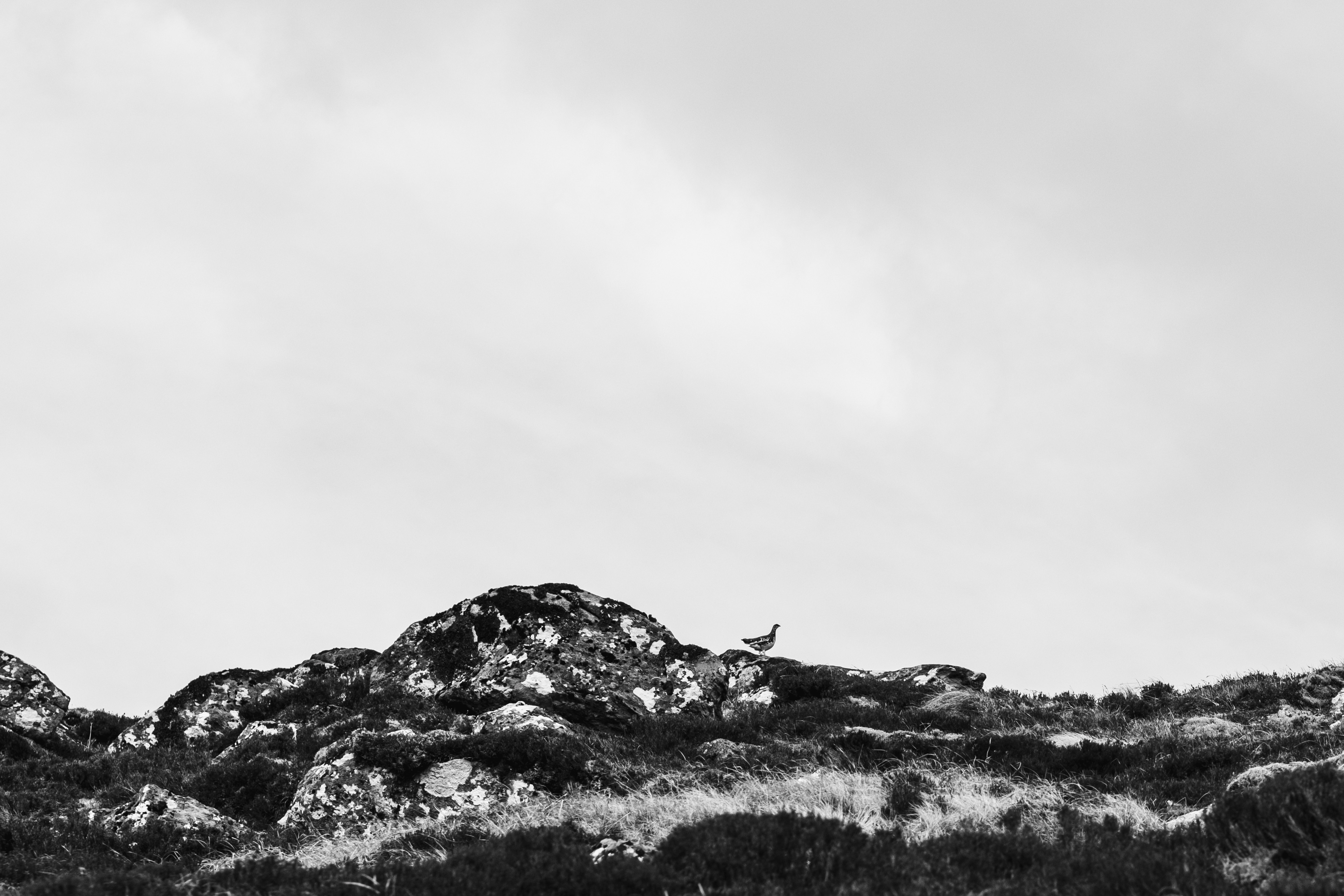 Ptarmigan! it even flew about for us