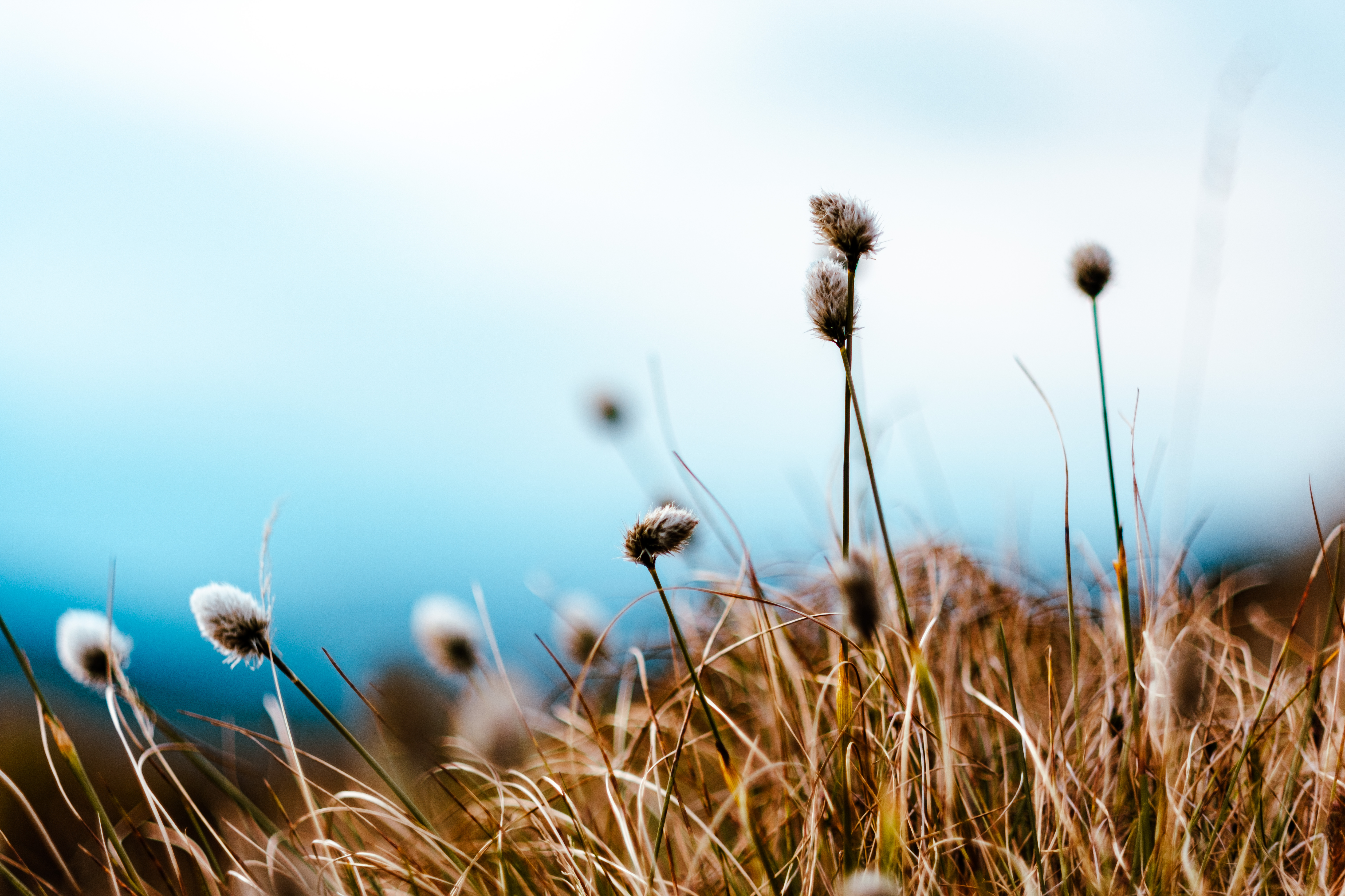 Bog cotton bokeh!