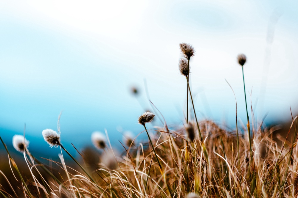 Bog cotton bokeh!