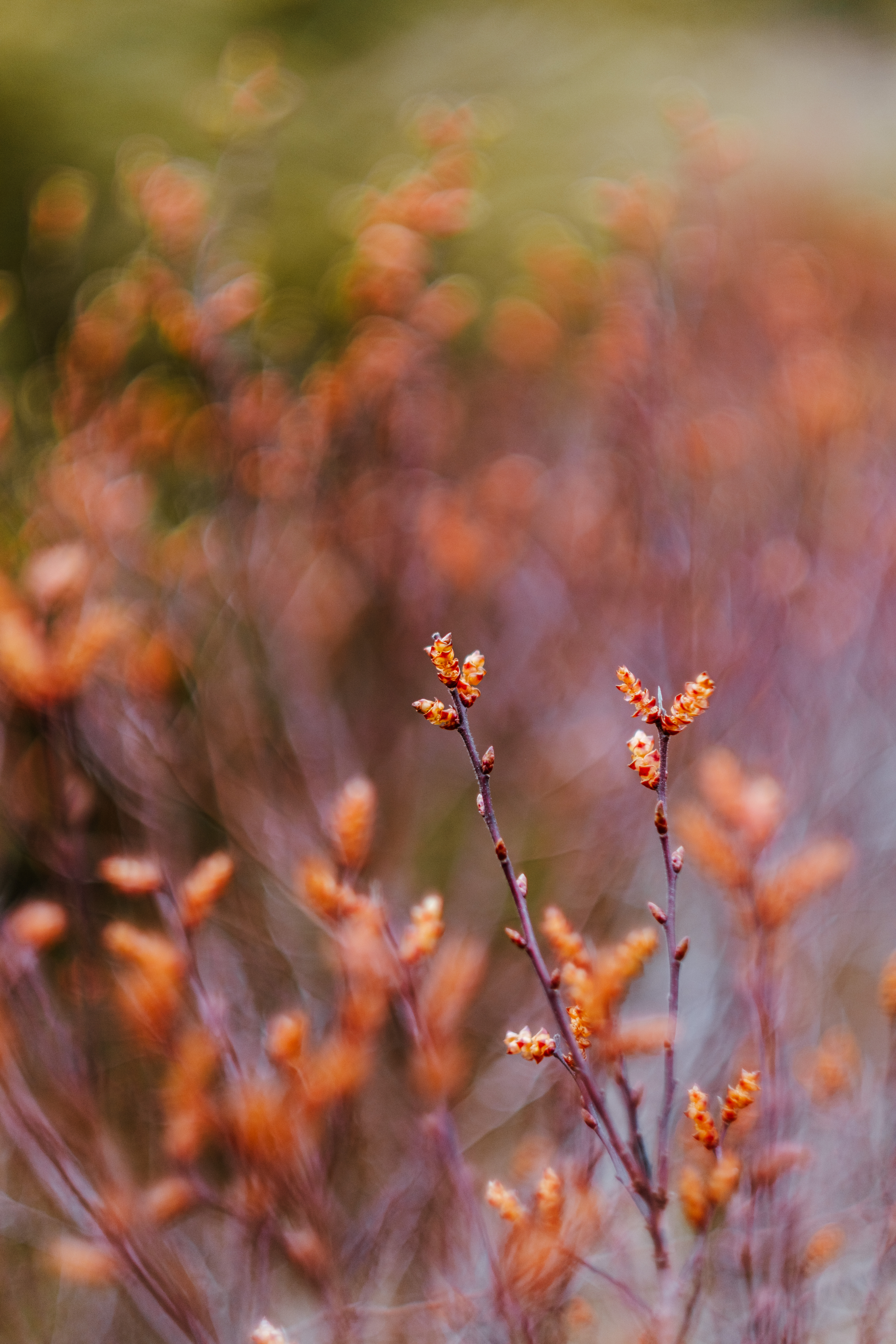 OMGeee that F1.2 is lush