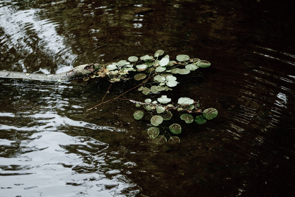 Leaves on the water