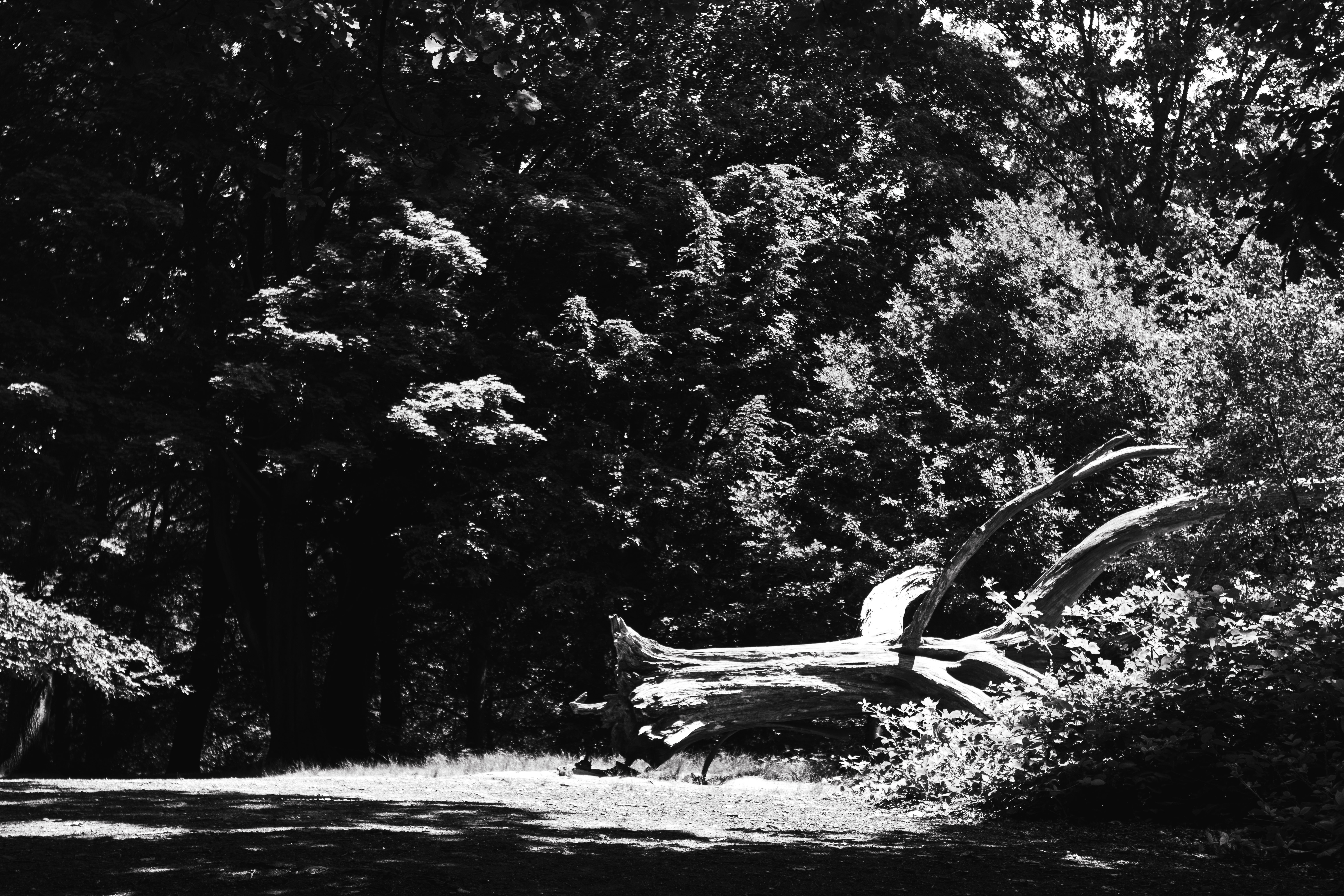 Harsh Sun & Shade.