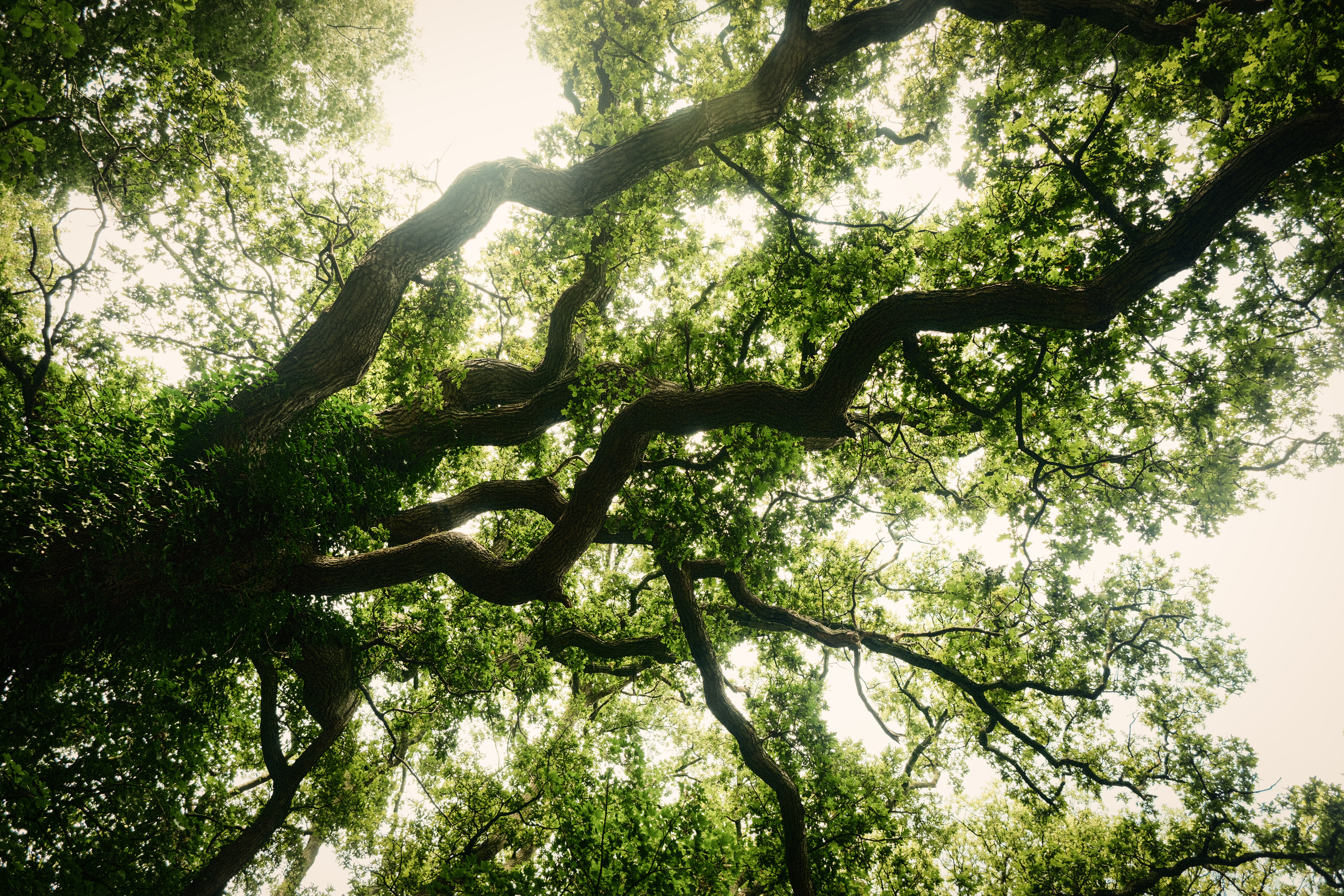 "Now as I was young and easy under the apple boughs"