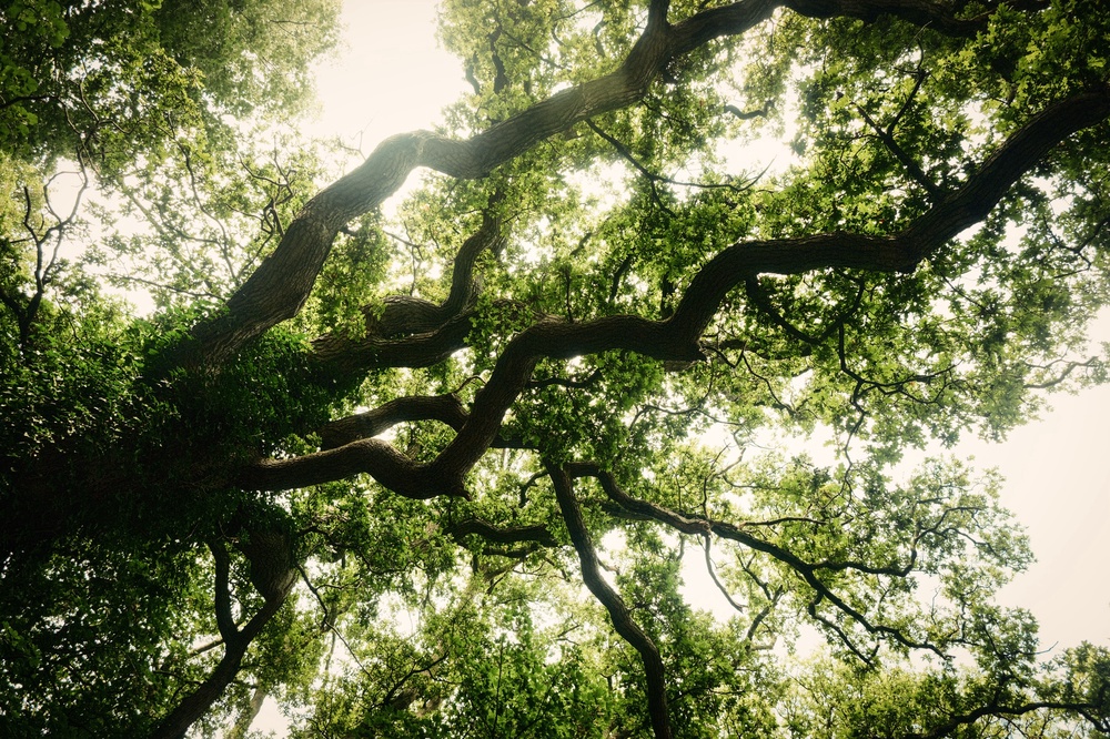 "Now as I was young and easy under the apple boughs"